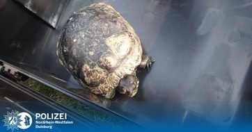 Polizei Duisburg: POL-DU: Walsum: Schmuckschildkröte sucht ihr Zuhause