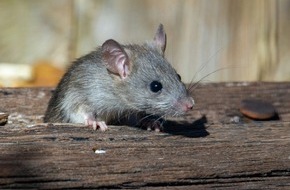 Schweizer Tierschutz STS: Medienmitteilung: Verkaufsverbot von Nagergiften mit Gerinnungshemmern als Wirkstoff an private Haushalte - STS begrüsst Entscheidung als wichtigen Schritt im Tierschutz