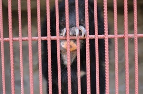 VIER PFOTEN - Stiftung für Tierschutz: Au Vietnam, une coalition d'organisations urge Hanoi de mettre fin à l'élevage d'ours à bile