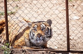 VIER PFOTEN - Stiftung für Tierschutz: Das Jahr des Tigers? Neuer VIER PFOTEN Bericht enthüllt Südafrikas Schlüsselrolle im grausamen globalen Grosskatzenhandel