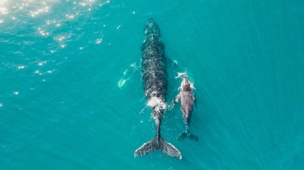 OceanCare: Meeresschutz konkret: OceanCare zieht Bilanz für 2024