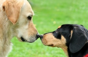 Bundesverband für Tiergesundheit e.V.: Atemwegsinfektionen beim Hund: Bellender Husten ist ein Alarmzeichen