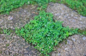 Verbraucherzentrale Nordrhein-Westfalen e.V.: Von Grau zu Grün: Welche Vorteile naturnahe Vorgärten bieten