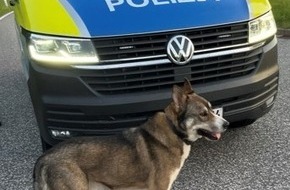 Polizeipräsidium Rostock: POL-HRO: Freilaufender Hund an der BAB 20