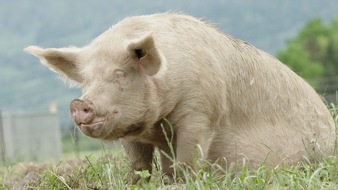 VIER PFOTEN - Stiftung für Tierschutz: EU-Wahl: Schwein gehabt, hier zu leben?