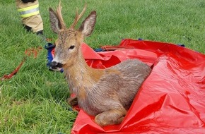 Feuerwehr Kleve: FW-KLE: Rehbock aus dem Spoykanal gerettet