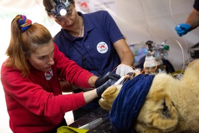 Une mission vétérinaire sans précédent: 62 félins et deux ours examinés en Argentine