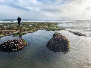 King Tides in Santa Cruz County: Wenn die Ebbe den Meeresboden freilegt