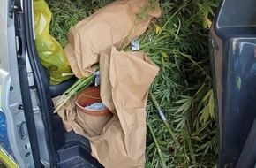 Polizeidirektion Neumünster: POL-NMS: 241028-2-pdnms Cannabis Ernte in Bönebüttel aufgeflogen