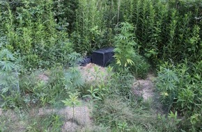 Polizeipräsidium Krefeld: POL-KR: Fischeln: Cannabisplantage in Waldstück entdeckt - Zeugen gesucht