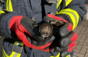 Freiwillige Feuerwehr Celle: FW Celle: Vogel aus Dachrinne gerettet