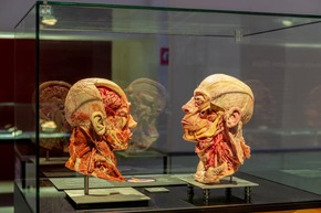 30 Years of BODY WORLDS / A Success Story That Has Changed the Way We See Ourselves