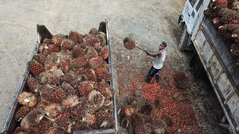 Solidar Suisse: Nestlé importe de l'huile de palme produite par du travail forcé et du travail des enfants