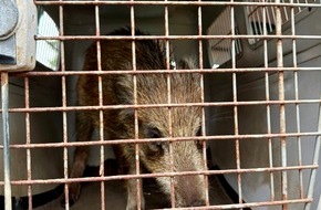 Polizeipräsidium Konstanz: POL-KN: (Bodman-Ludwigshafen, Lkr. Konstanz) Frischling on Tour - kleines Wildschwein legt Verkehr lahm (09.10.2025)