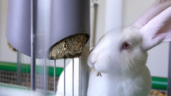 Kaufland: Kaufland stellt bundesweit einmaliges Kaninchen-Projekt vor /
Wie können Tierkomfort und Umweltschutz mit Wirtschaftlichkeit verbunden werden?