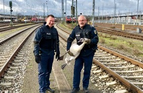 Bundespolizeiinspektion Stuttgart: BPOLI S: Schwan im Gleis
