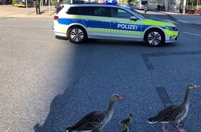 Polizei Wolfsburg: POL-WOB: Gänsefamilie gerettet