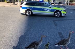 Polizei Wolfsburg: POL-WOB: Gänsefamilie gerettet