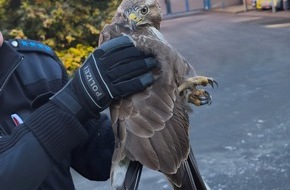 Autobahnpolizeiinspektion: API-TH: verletzter Vogel von der Autobahn gerettet