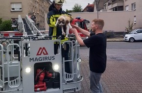Feuerwehr Bochum: FW-BO: Feuerwehr rettet hilflosen Kater "Loki" vom Dach eines Mehrfamilienhauses