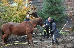 Feuerwehr Essen: FW-E: Erfolgreiche Tierrettung in Essen-Byfang, Holsteiner Pferd war in Graben gerutscht