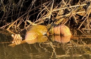Polizeipr&auml;sidium S&uuml;dhessen: POL-DA: Breuberg-Hainstadt: Hand ragt aus dem Wasser/"Grausiger" Fund entpuppt sich als Puppe