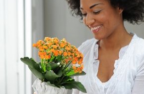 Blumenbüro: Kalanchoë ist Zimmerpflanze des Monats April / Gesund Leben mit der schönen Chinesin Kalanchoë (mit Bild)
