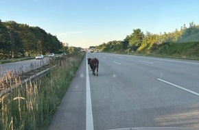 Polizeidirektion Ratzeburg: POL-RZ: Jungbulle auf Abwegen sorgt f&uuml;r stundenlangen Stau auf der A1