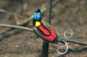 NATIONAL GEOGRAPHIC DEUTSCHLAND: Paradiesische Vielfalt: NATIONAL GEOGRAPHIC DEUTSCHLAND zeigt erstmals alle 39 Arten der Paradiesvögel (BILD)