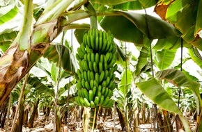 Lidl: Lidl gewinnt den Deutschen Nachhaltigkeitspreis Produkte für die "Living Wage Banane"