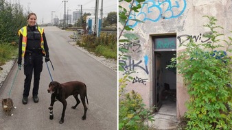 Bundespolizeidirektion München: Bundespolizeidirektion München: Hund und Katze ins Tierheim