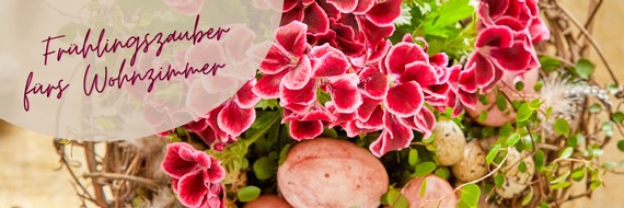 Pelargonium for Europe: Frühlingszauber fürs Wohnzimmer: Edelgeranien als Osterschmuck und Raumdekoration