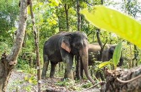 Global Nature Fund: World Elephant Day 2021: GNF weist Wege aus dem Dickhäuter-Dilemma am Himalaya