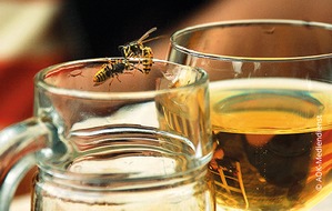 Viatris Germany GmbH: Pressedienst: Sp&auml;tsommer ist Wespensaison &ndash; was Allergiker:innen jetzt wissen sollten