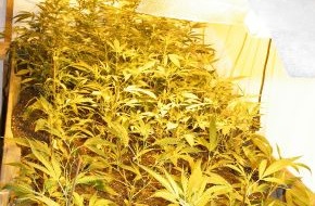 Polizeidirektion Hannover: POL-H: Cannabis-Plantage beschlagnahmt
