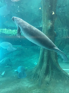 Drei neue Manatees ziehen ins Rehazentrum der Bradenton Gulf Islands ein