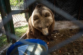 Une mission vétérinaire sans précédent: 62 félins et deux ours examinés en Argentine