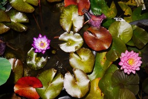 Dr. Hauschka feiert das 70jährige Bestehen des WALA Heilpflanzengartens