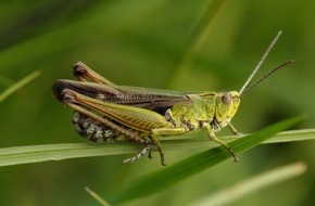 Universität Osnabrück: Lebensraumverfügbarkeit und Erderwärmung bestimmen Veränderungen der Heuschreckenfauna: Neue Biodiversitäts-Studie von Ökologen der Universität Osnabrück