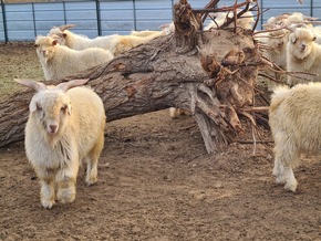 The Good Cashmere Standard® (GCS) launched its third model farm in Inner Mongolia, China.