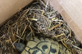 Polizeipräsidium Südhessen: POL-DA: Ober-Ramstadt: Schildkröte gerettet / Besitzer weiterhin gesucht