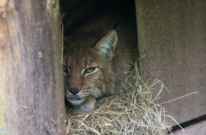 Natur- und Tierpark Goldau: Erster Luchs-Nachwuchs seit über 25 Jahren