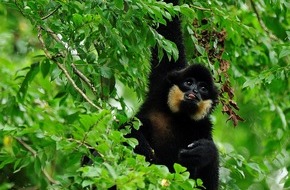 Verband der Zoologischen Gärten (VdZ): Rekord für den Artenschutz: Bodyguards für Gibbons / "Zootier des Jahres"-Kampagne bringt mehr als 115.000 Euro ein