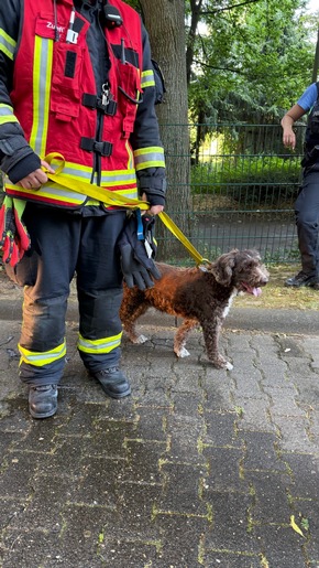 Feuerwehr MTK: Wohnungsbrand in Okrifteler Hochhaus - Mehrere Menschen und Tiere gerettet