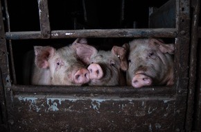 Animal Rights Watch e.V.: Kannibalismus im Tierwohl-Schweinestall