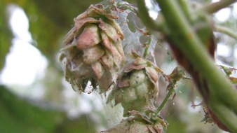Deutsche Bundesstiftung Umwelt (DBU): DBU: Wie Hopfen gegen Spinnmilben resistenter wird – Tag des deutschen Bieres