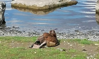 Polizei Dortmund: POL-DO: Unbekannte binden am Phoenixsee die Beine einer Nilgans zusammen - Polizei sucht Zeugen nach Tierquälerei