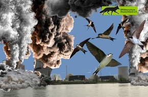 Wildtierschutz Deutschland e.V.: Artenschutzversto&szlig;: RWE nimmt Ausl&ouml;schung einer der bedeutendsten Mehlschwalben-Kolonien bei geplanter Sprengung am AKW Biblis billigend in Kauf