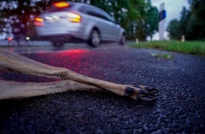 Polizei Coesfeld: POL-COE: Kreis Coesfeld / Wildunfälle sind meldepflichtig!