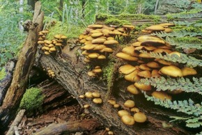 ++ Tag der biologischen Vielfalt: Wildnis in Deutschland erleben BUND – Wildnis wichtig für biologische Vielfalt | BUND-Themenpaket Wildnis ++